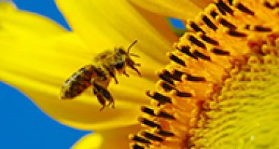 'Scent-training' honeybees could boost sunflower production